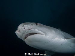Small tiger shark with fresh cuts around the eye by Matt Barkkume 